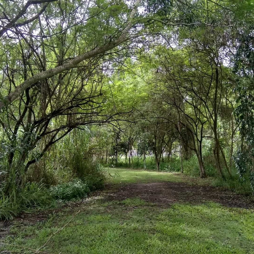 ジョイス・チング