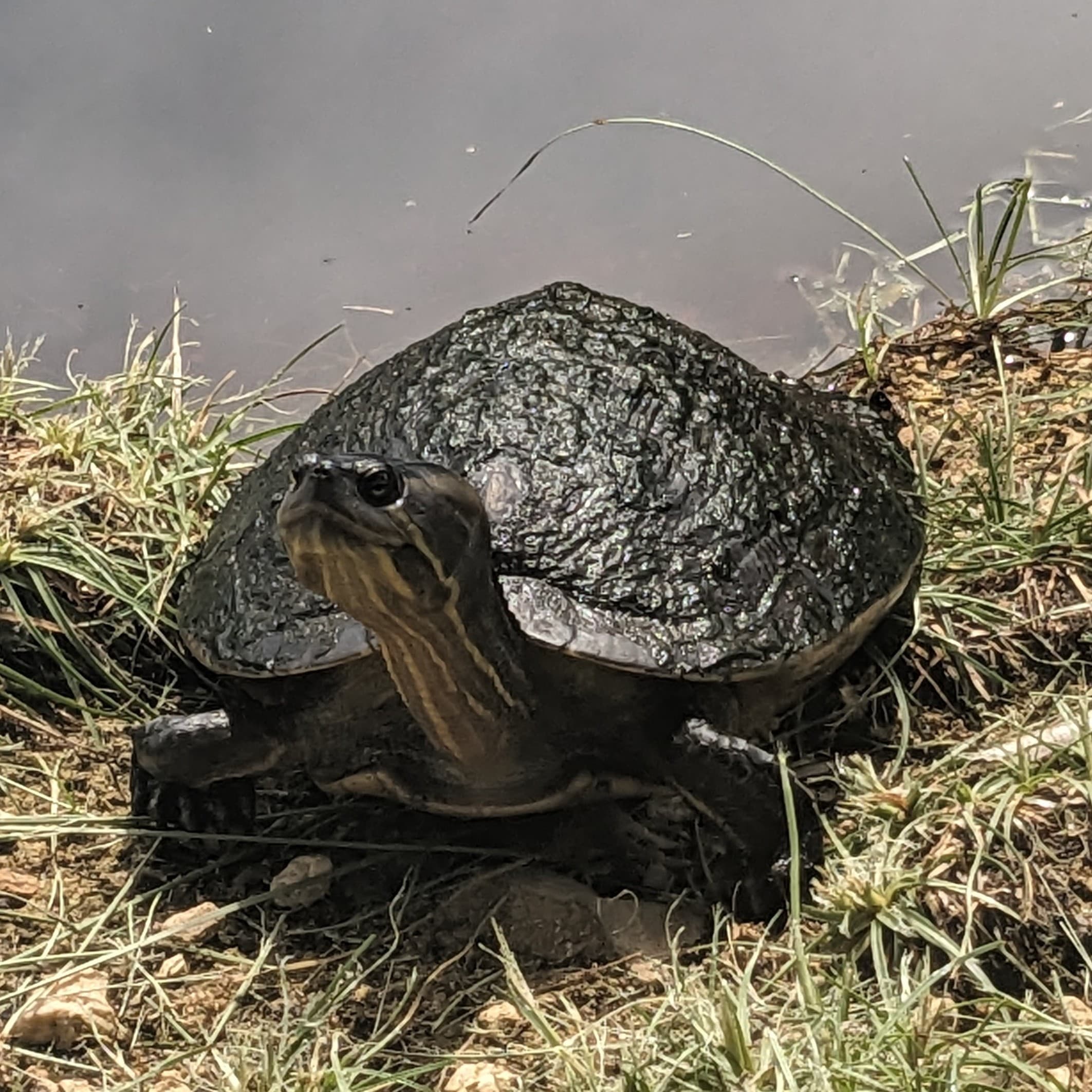 ティファニー・シュエ
