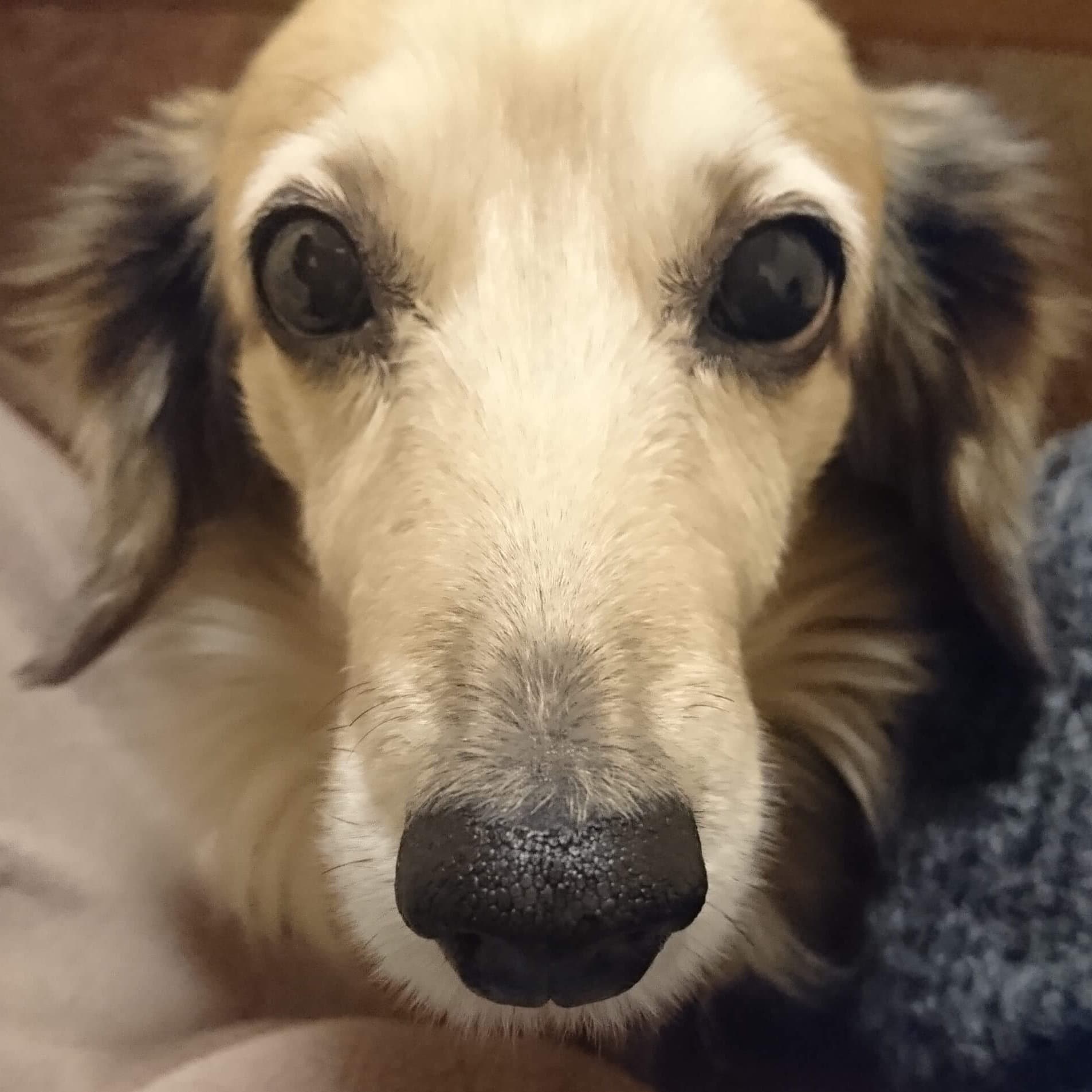 ユキミ・オガワ