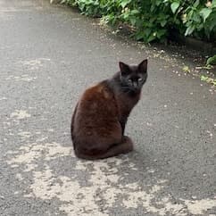 トシヤ・カメイ